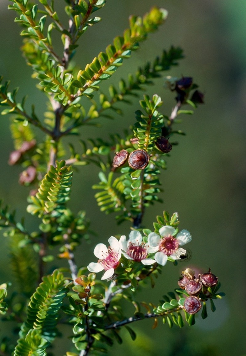 Baeckea subcuneata