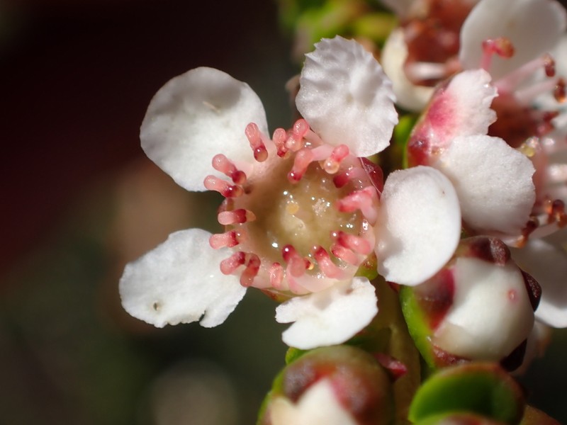 Baeckea subcuneata photo 2