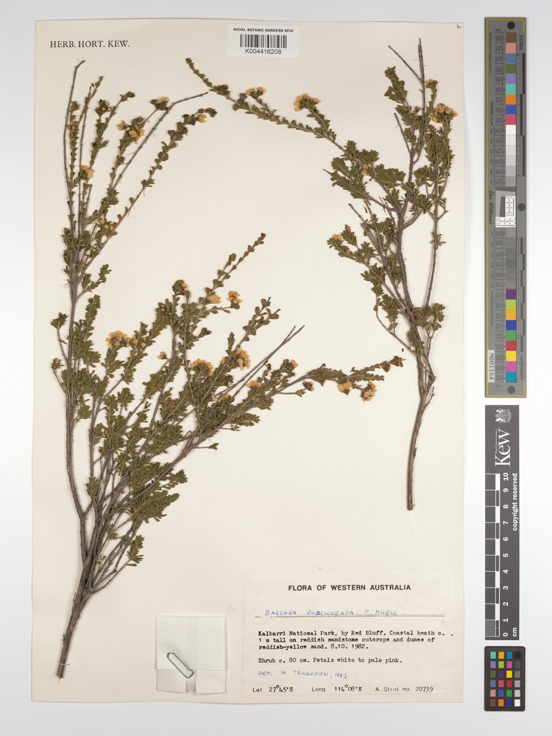 Baeckea subcuneata photo 3