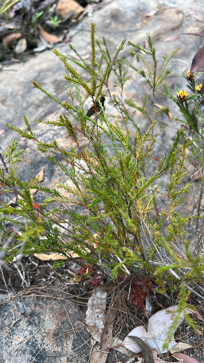 Baeckea trapeza