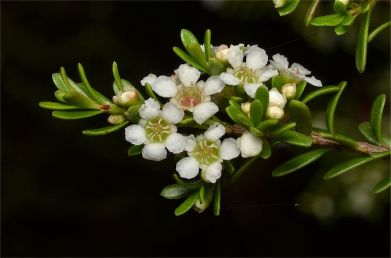 Baeckea utilis