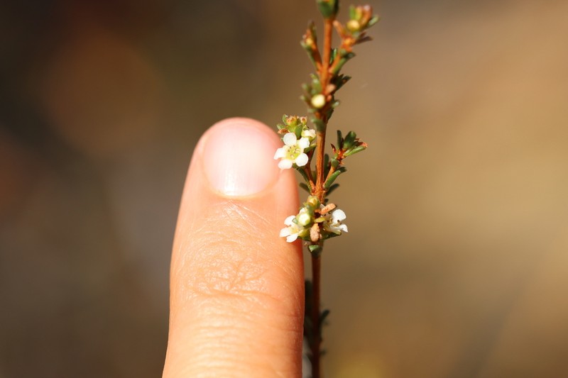 Baeckea utilis photo 2