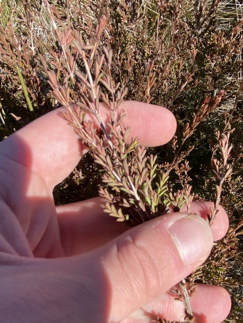 Baeckea utilis photo 3