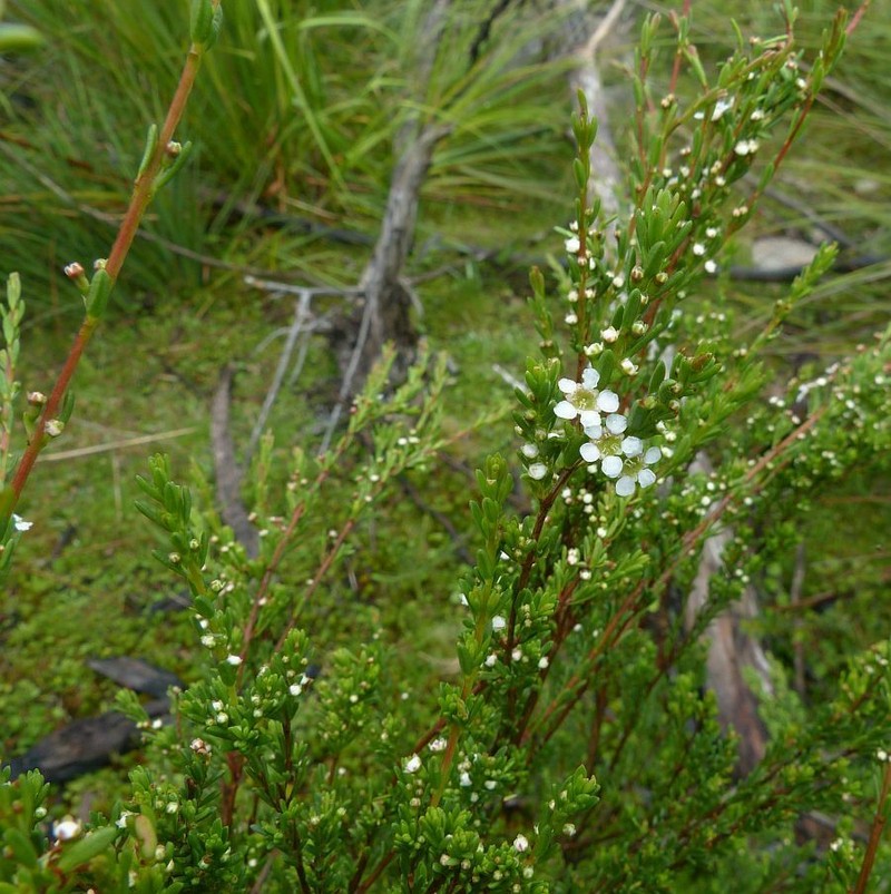 Baeckea utilis photo 4
