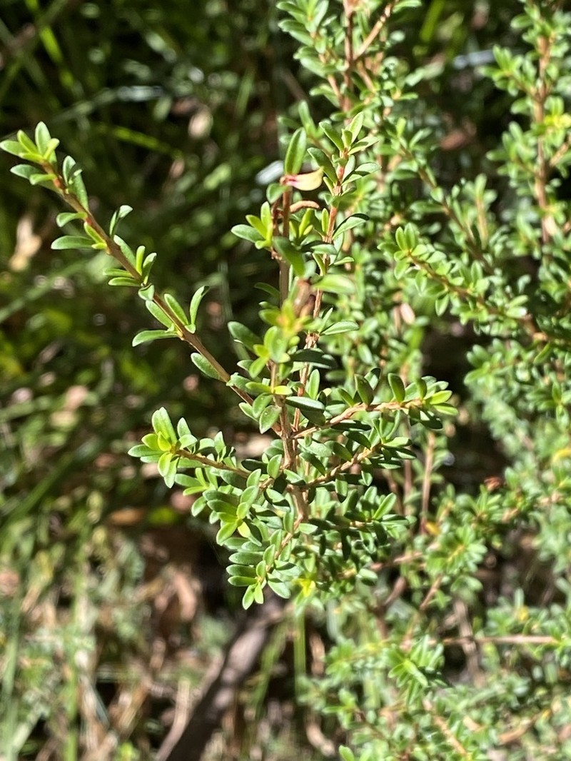 Baeckea utilis photo 5