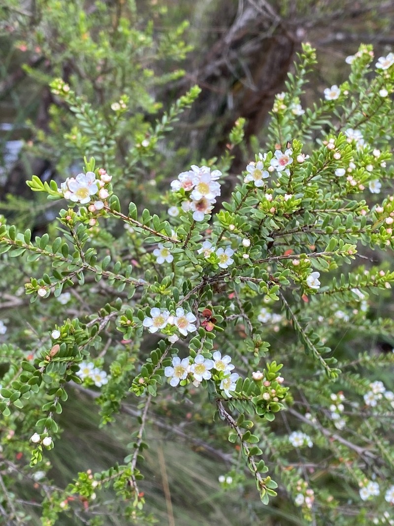 Baeckea utilis photo 6