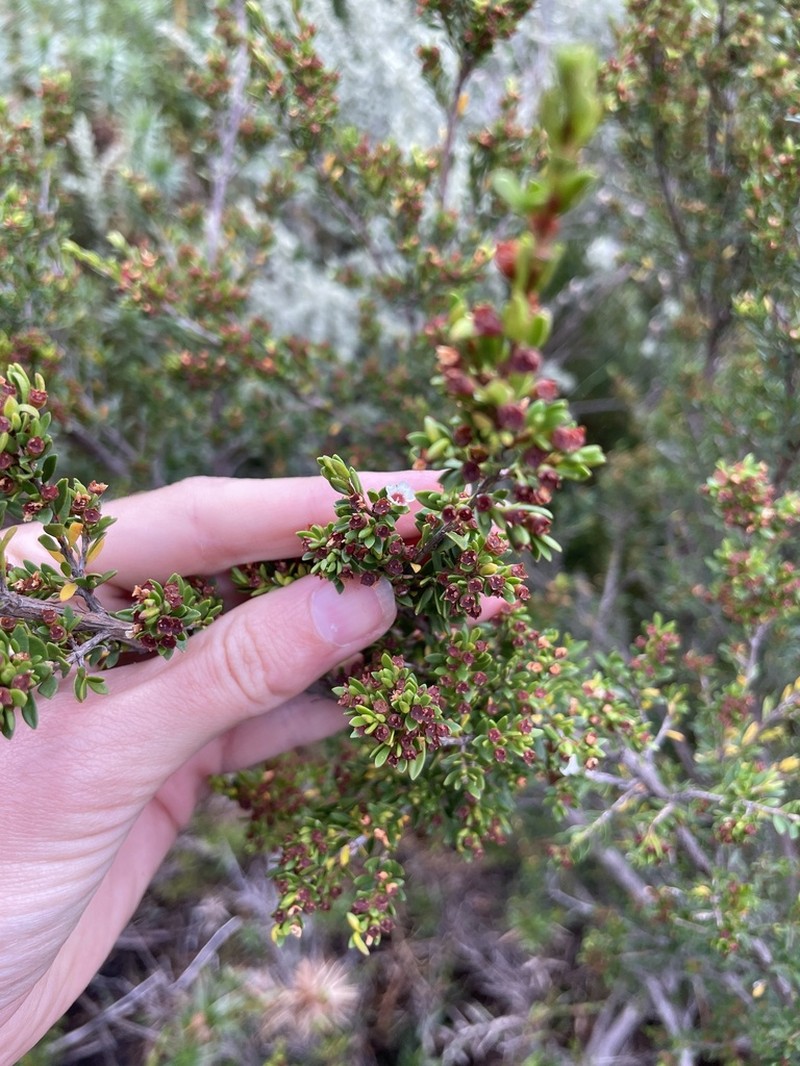 Baeckea utilis photo 7