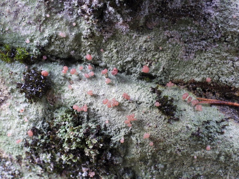 Cap Lichen photo 2