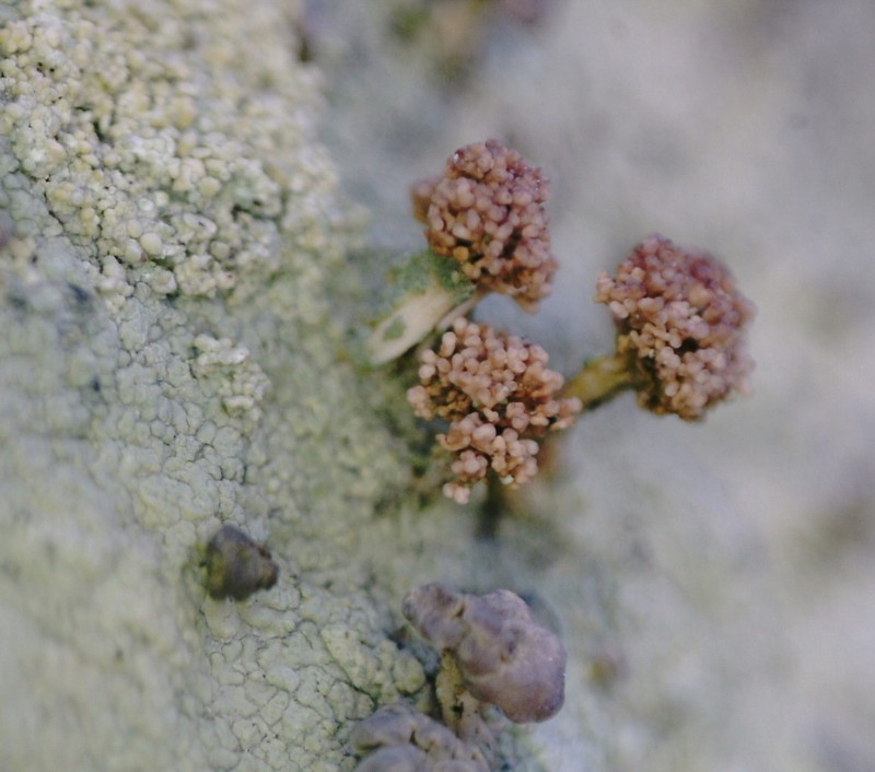 Cap Lichen photo 3