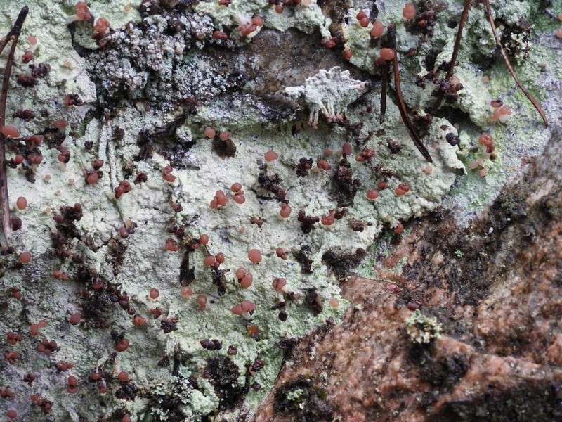 Cap Lichen photo 4