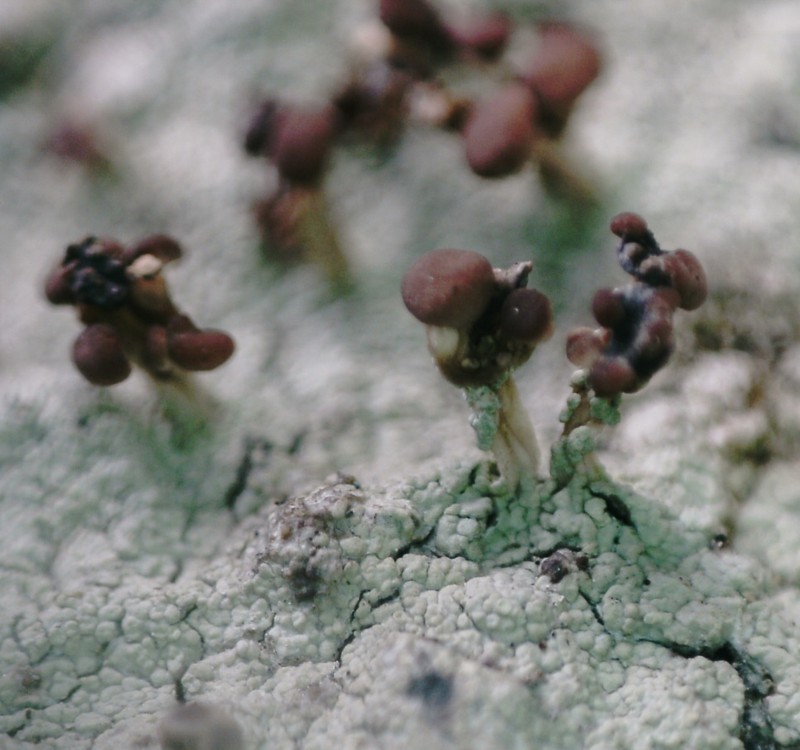 Cap Lichen photo 5