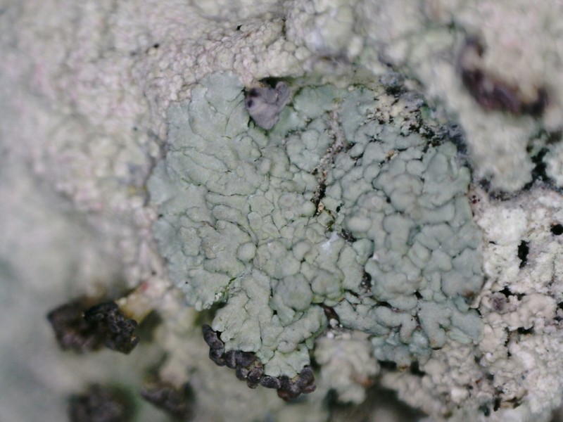Cap Lichen photo 6