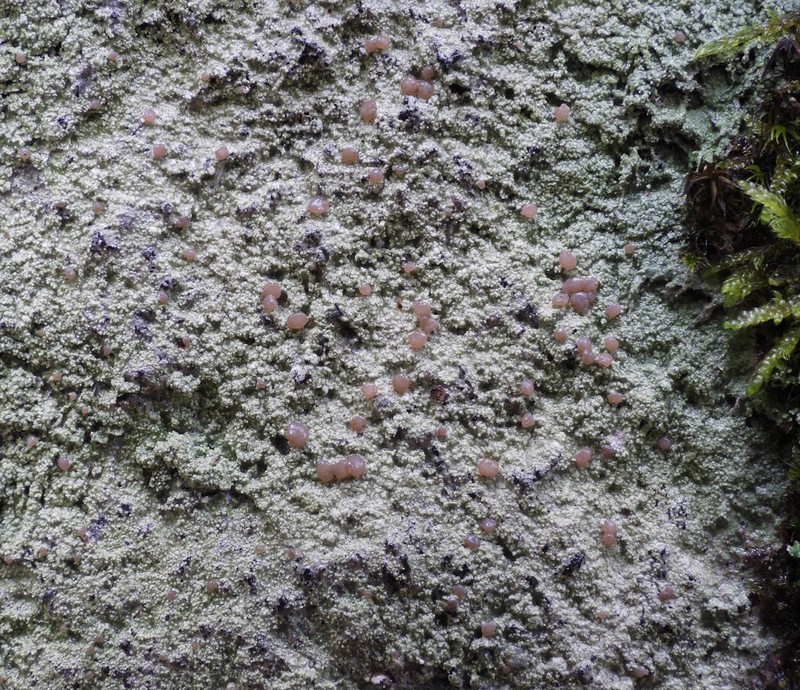 Cap Lichen photo 7