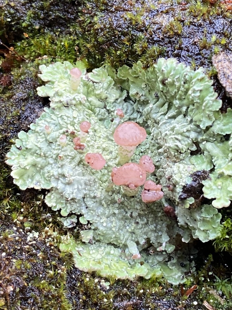 Cap Lichen