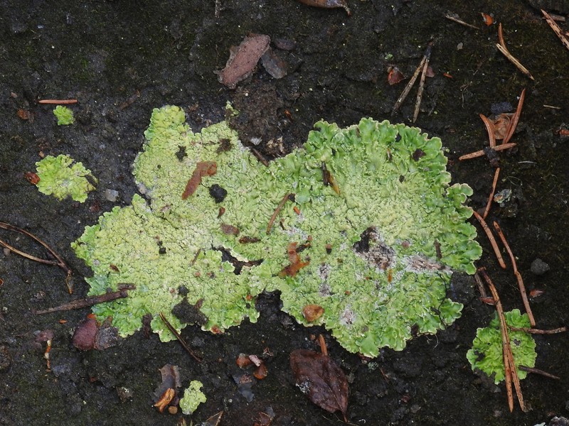 Cap Lichen photo 2