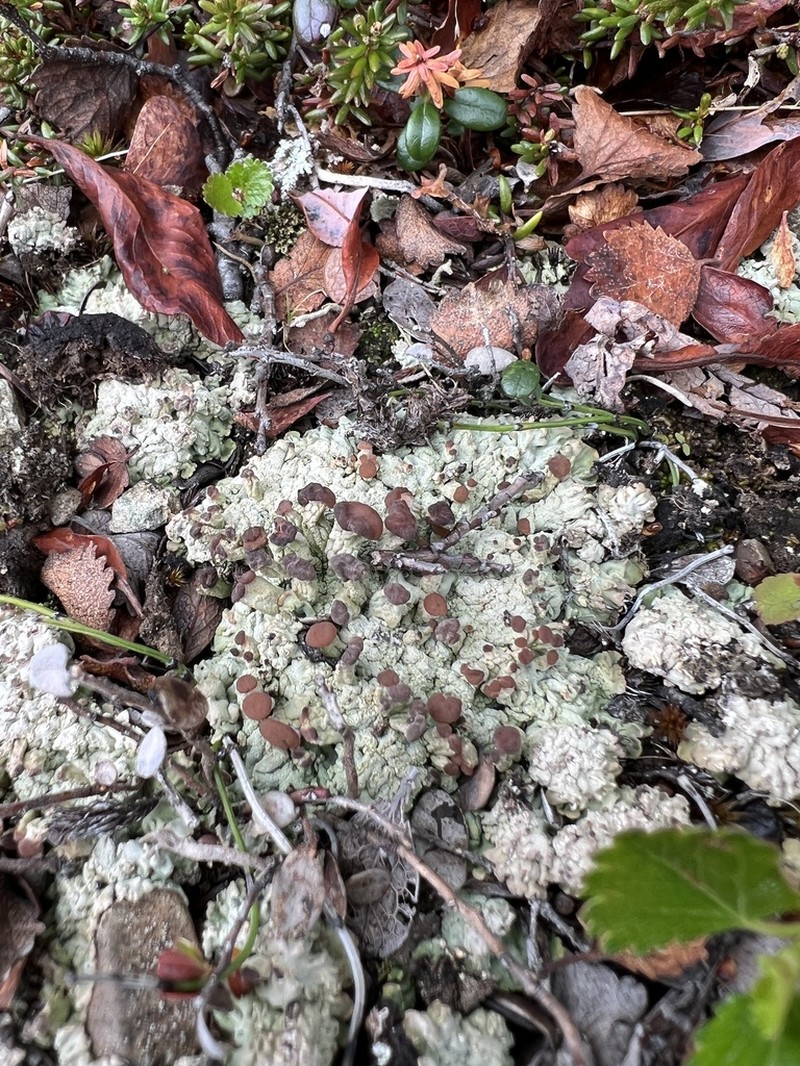 Cap Lichen photo 3