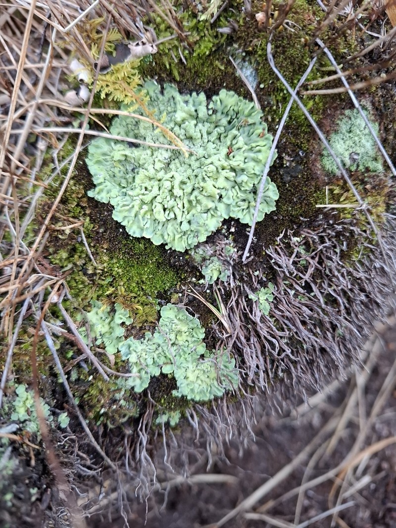 Cap Lichen photo 4