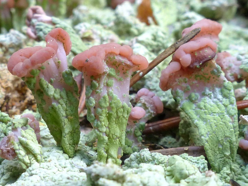 Cap Lichen photo 5