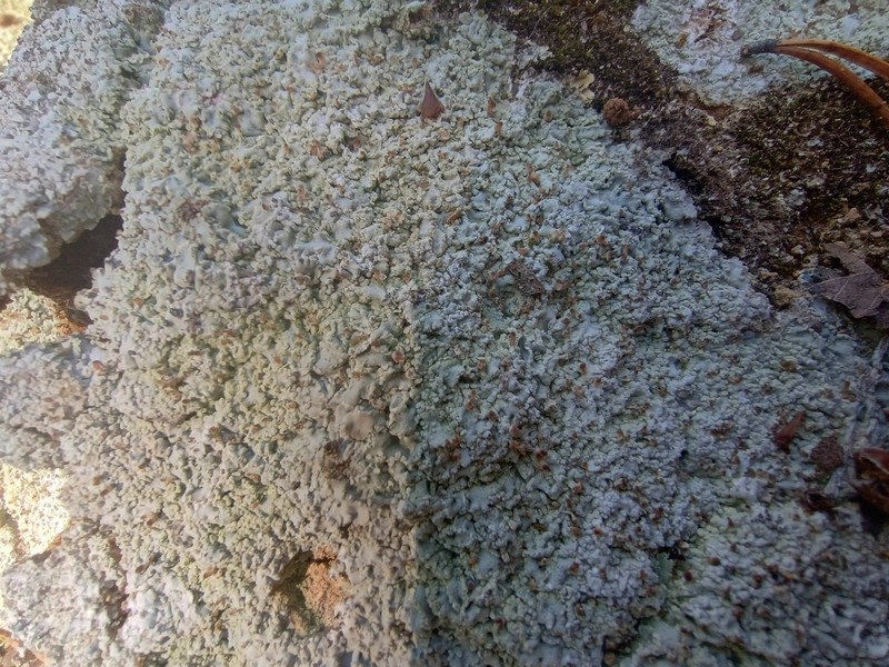 Cap Lichen photo 6