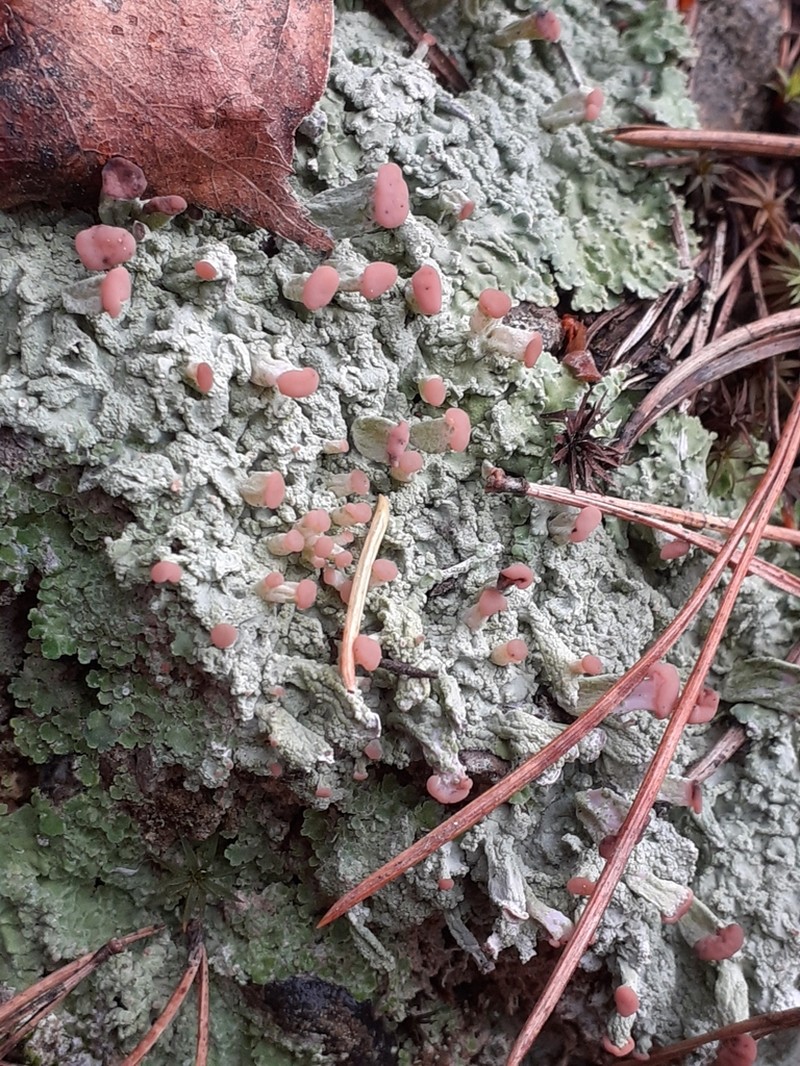 Cap Lichen photo 7