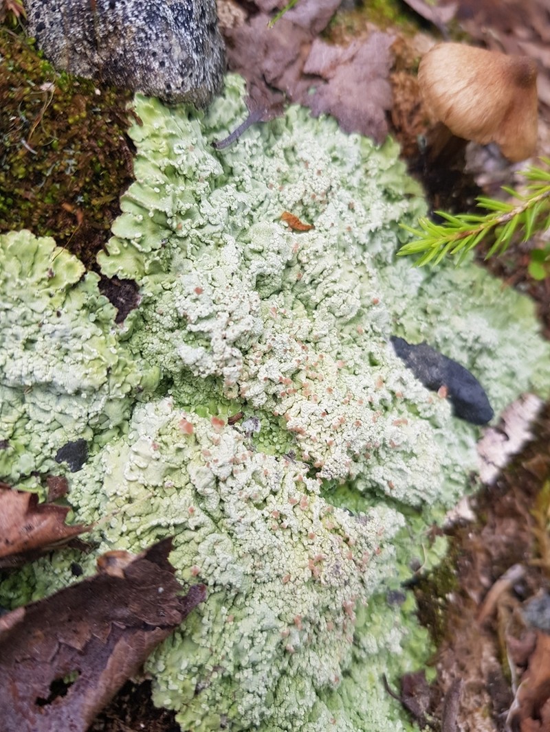 Cap Lichen photo 8