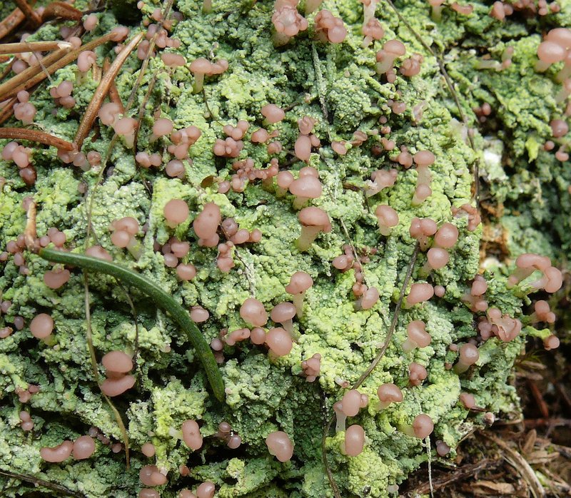 Cap Lichen