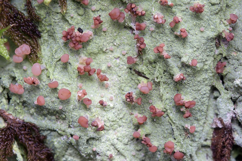 Cap Lichen photo 2