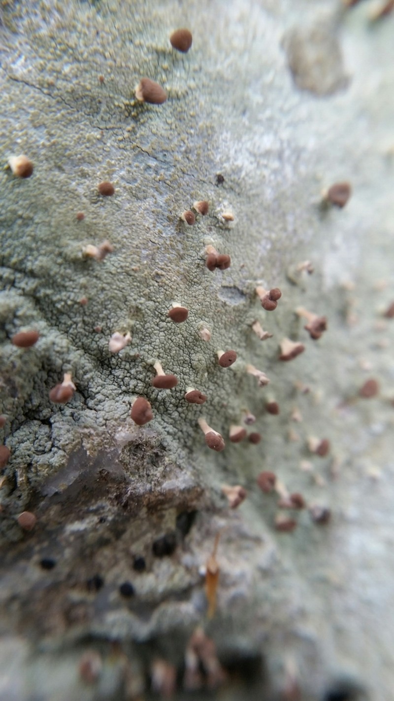 Cap Lichen photo 3