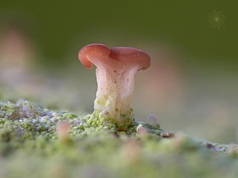 Cap Lichen photo 4