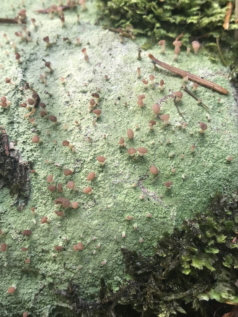 Cap Lichen photo 5