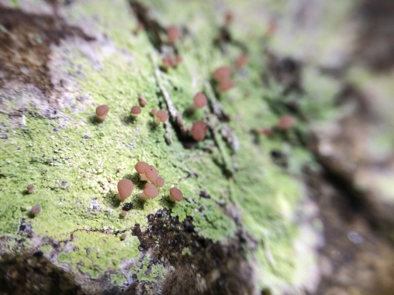 Cap Lichen photo 6