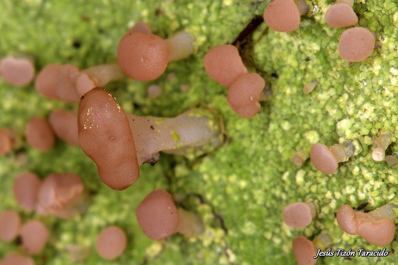 Cap Lichen photo 7