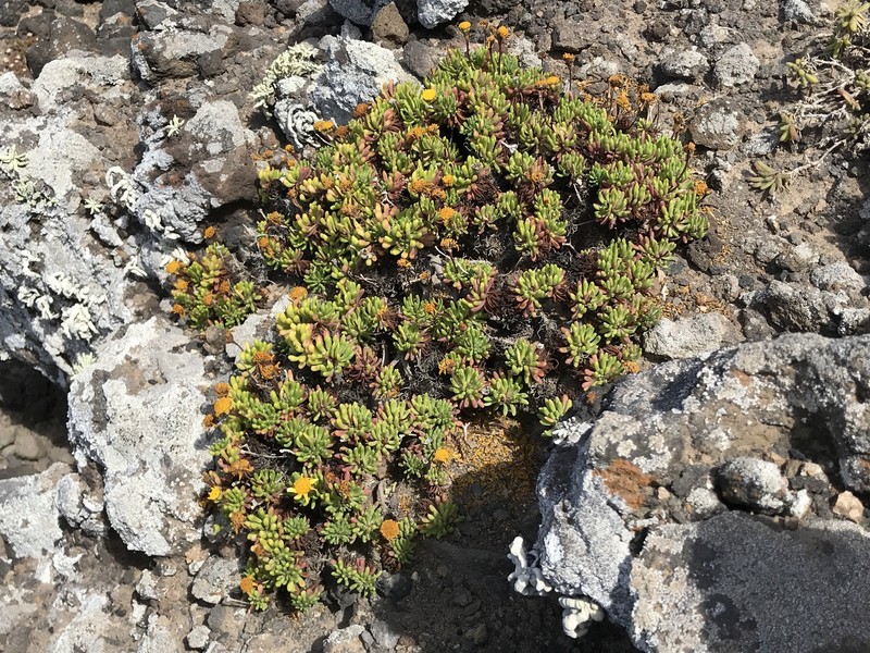 Baeriopsis guadalupensis