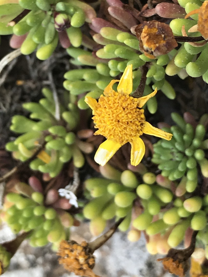 Baeriopsis guadalupensis photo 2