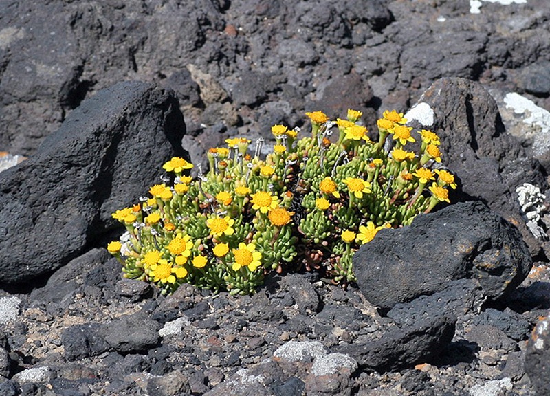 Baeriopsis guadalupensis photo 3
