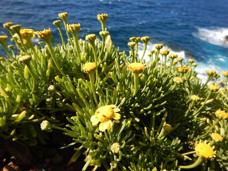 Baeriopsis guadalupensis photo 4