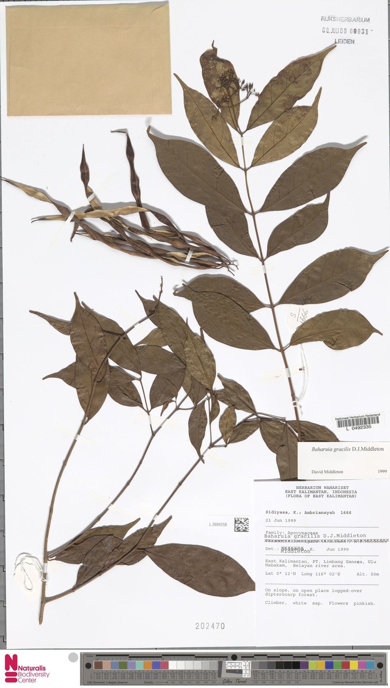 Baharuia gracilis