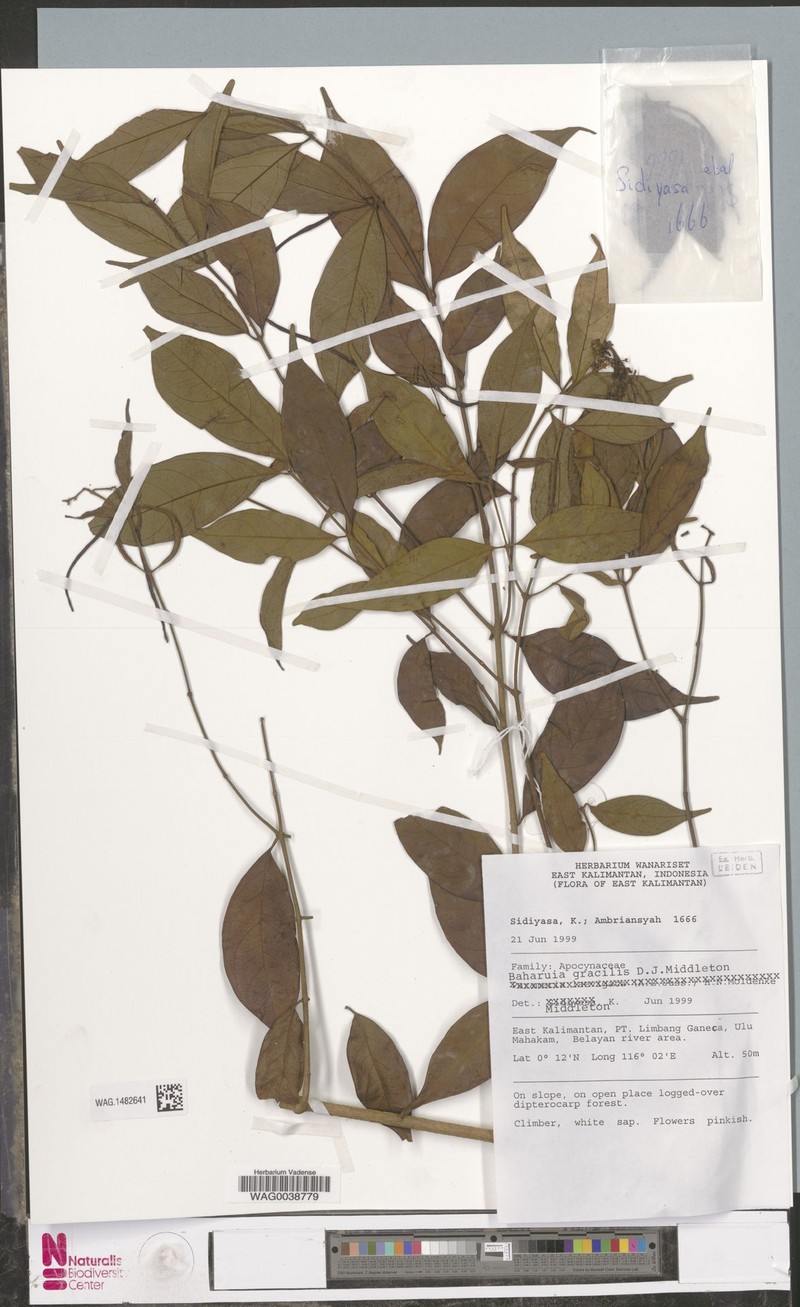 Baharuia gracilis photo 2