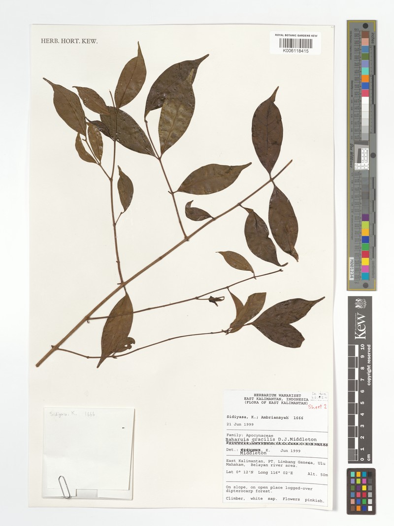 Baharuia gracilis photo 3