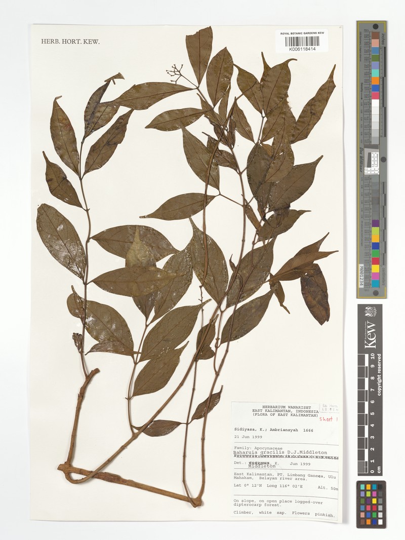 Baharuia gracilis photo 4