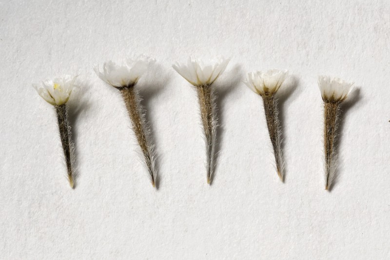 Hairyseed Bahia photo 4