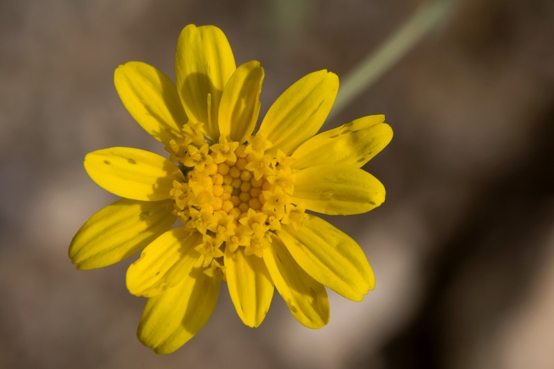 Hairyseed Bahia photo 5