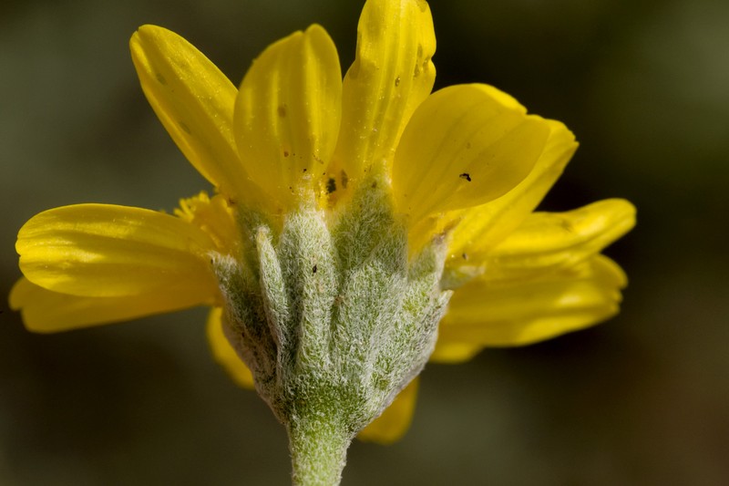 Hairyseed Bahia photo 6