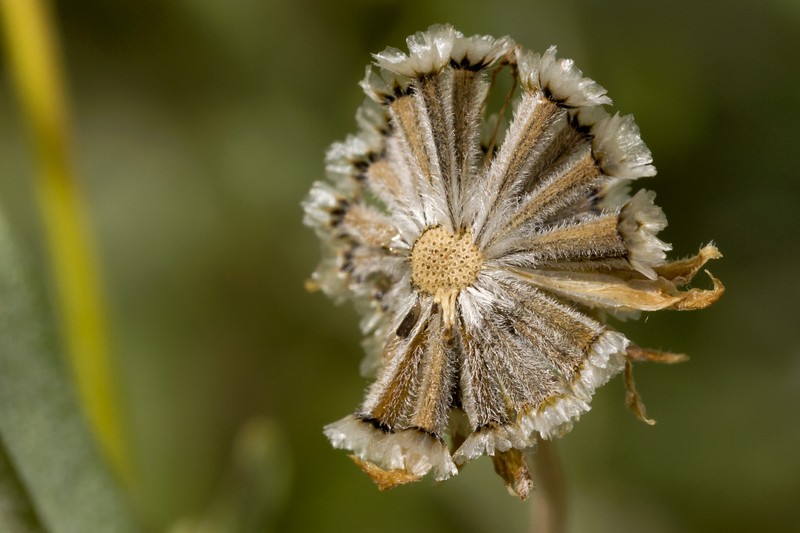 Hairyseed Bahia photo 7