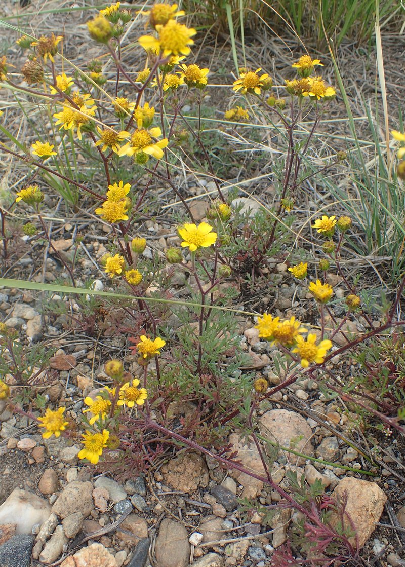 Ragleaf Bahia photo 4