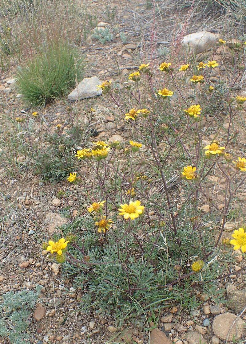 Ragleaf Bahia photo 6