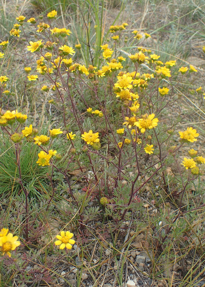 Ragleaf Bahia photo 7