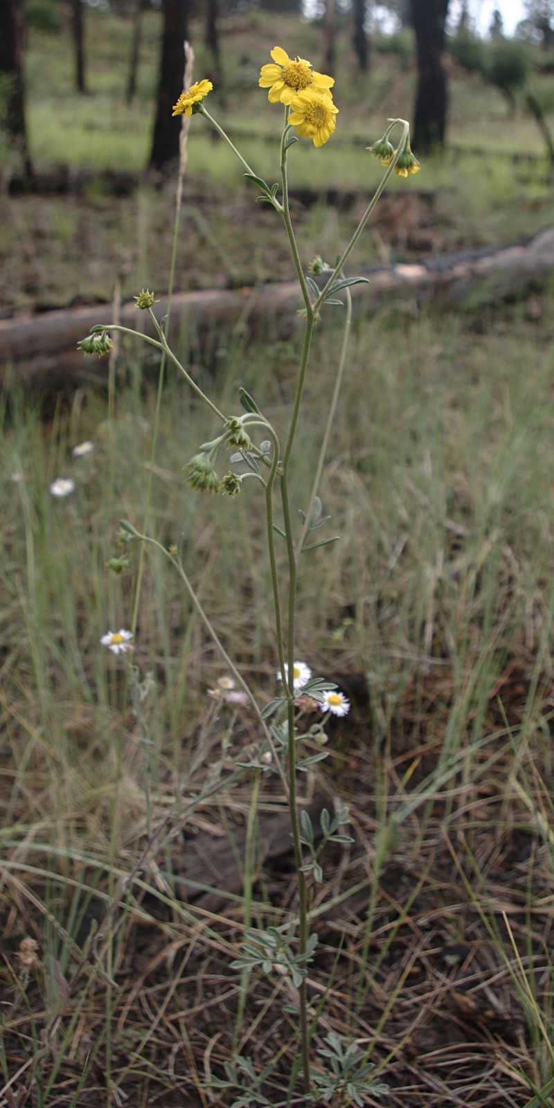 Ragleaf Bahia photo 2