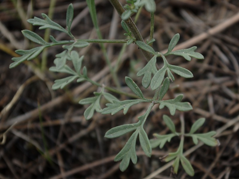Ragleaf Bahia photo 3