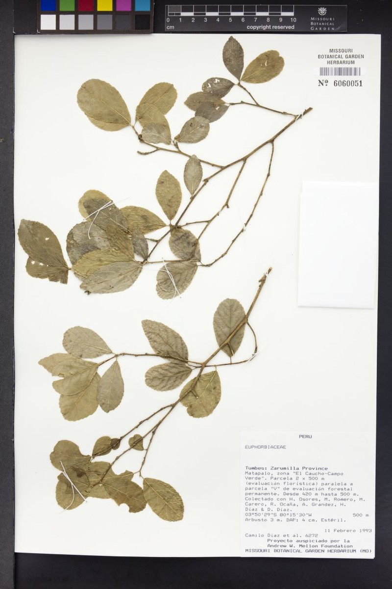 Bahiana occidentalis photo 2
